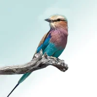 Sasol eBirds: Kruger Park